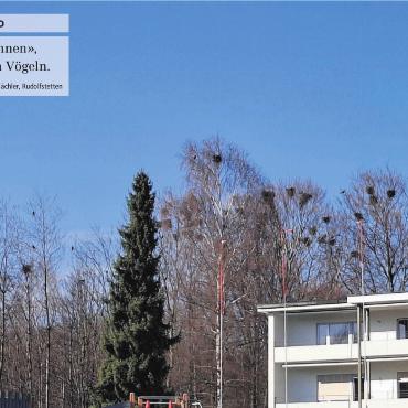 «Verdichtetes Wohnen», wohl auch bei den Vögeln.