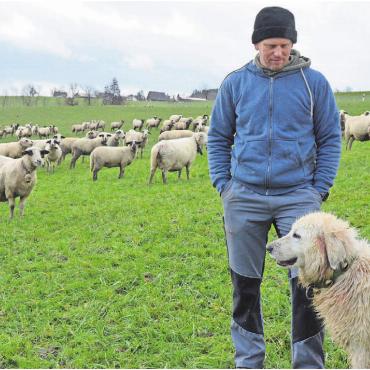 Lieber Schafe als Menschen - Marcel Frei mit seinen Schafen und Hunden unterwegs – das ist sein Alltag. Auch wenn er in diesen Tagen von Schlamm, Dreck und Regen geprägt ist. Bild: Annemarie Keusch