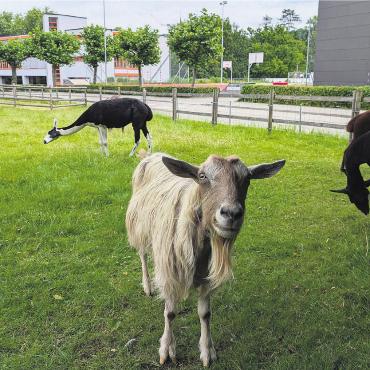 Perfekt für Familien - Dem kostenlosen Tierpark gehören neben Lamas und Ziegen auch Hühner, Enten, Meerschweinchen, Hasen, Alpakas, Pferde und Schildkröten an. Bild: Marco Huwyler