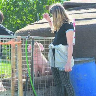 «Zitrone» und andere Geheimnisse - Zutrauliche Schweine auf dem Biohof Villiger.