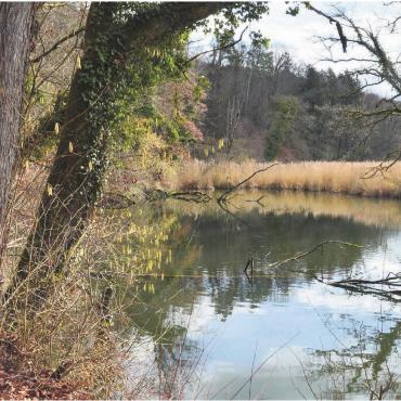 Natur-Perle erhalten - Die Alte Reuss in Künten Sulz bietet nicht nur optisch viel, sondern ist auch Lebensraum von vielen Tierund Pflanzenarten. Sie soll erhalten und aufgewertet werden.
Bilder: Roger Wetli / Archiv