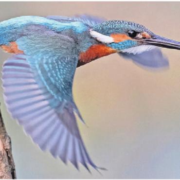 Lebensraum für den Eisvogel - Pfeilschnell unterwegs: der Eisvogel.