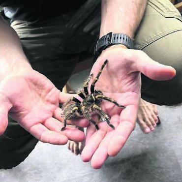 Wissen, was zu tun wäre - Keine Berührungsängste: Ein Grossteil der Kursteilnehmer nahm die grosse Vogelspinne auf die Hand. Bild: zg