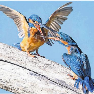 Lebensraum für den Eisvogel - Männchen (links) und Weibchen bei der Balz.