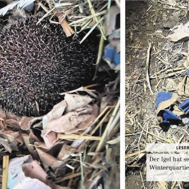 Der Igel hat sein