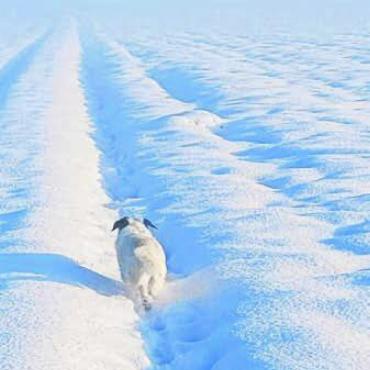 Das bleibt in Erinnerung - 3. Dezember: Dieser Hund geniesst den Wintereinbruch Ende November.