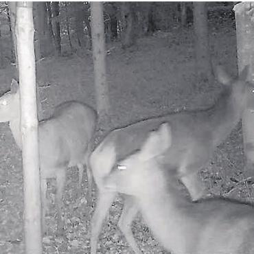 «König des Waldes» ist zurück - Diese Hirsche liefen am 28. März in der Region Beinwil vor die Nachtsicht-Wildkamera.
