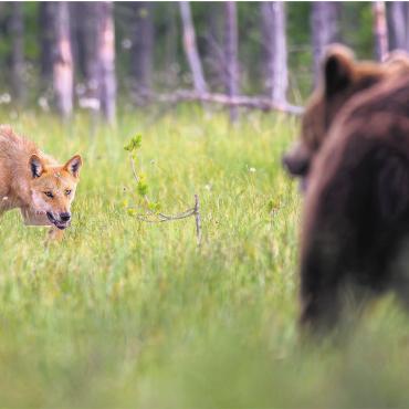 Der einmalige Moment - Eine besondere Begegnung in der Wildnis in Finnland. Ein Wolf bewegt sich drohend Richtung Bär und knurrt ihn an. Simon Huwiler gelingt es, diesen Moment einzufangen. Bilder: Simon Huwiler