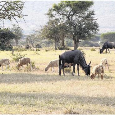 Wenn Gnus mit Schafen weiden - Ein Bild, das noch selten ist, aber verbreiterter wird: Wildtiere, die mit Vieh weiden.