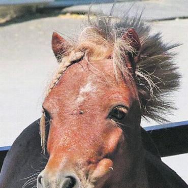 Tradition lebt weiter - Ob sportliche Leistungen beim Dressurreiten oder schlicht dieses süsse Pony: Es gab einiges zu sehen für Pferdefreunde.