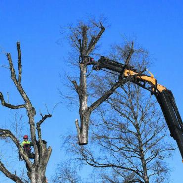 Rasches Ende nach über 100 Jahren - Die Baumspitze nach 100 Jahren auf dem Luftweg ins Holzlager. Bilder: dm