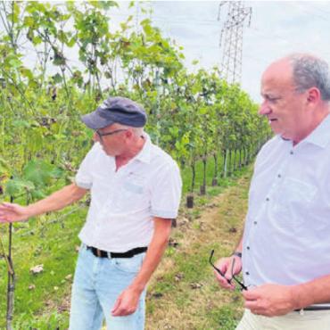 Der Erste ist vorerst der Letzte - Kurt Heimberg zeigt Landammann Markus Dieth, wie die Reben nach dem Frost 2024 beschädigt sind.