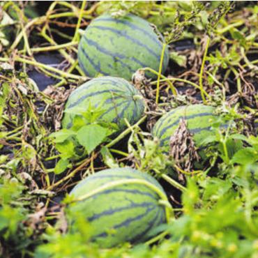 Schweizer Wassermelonen ernten Erfolg - Die schwarze Mulchfolie hält das Unkraut in Schach und ermöglicht den Melonen optimales Wachstum.