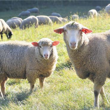 Erreger in 134 Tierhaltungen - Im Kanton Aargau sind zwei Drittel der von der Blauzungenkrankheit betroffenen Tiere Schafe. Bild: Ruth Rudolph / pixelio.de