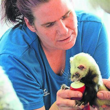 Lächeln ins Gesicht zaubern - Tierpflegerin Cornelia Trinkl besucht mit ihren Lieblingen, den Frettchen, regelmässig die Bewohner und Bewohnerinnen im Reusspark. Bild: chh