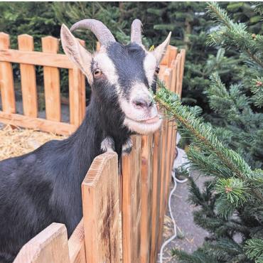 «Einfach nur schön» - Die Geissli gehören zum Bremgarter Christchindli-Märt fast so sehr dazu, wie Weihnachtsbäume. Offenbar schmecken letztere auch ganz lecker. Vielleicht der Grund, weshalb die Tierchen den Obertorplatz kaum mehr verlassen wollten.