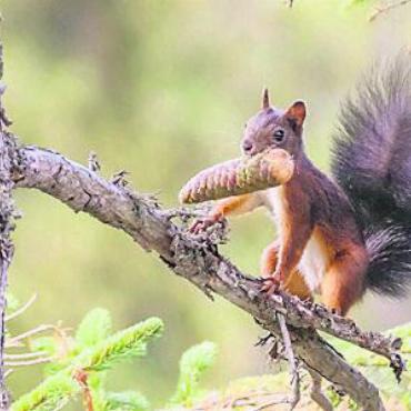 Tierische Spurensuche - Mit etwas Glück kann man im Reusstal auch Eichhörnchen beobachten. Bild: zg