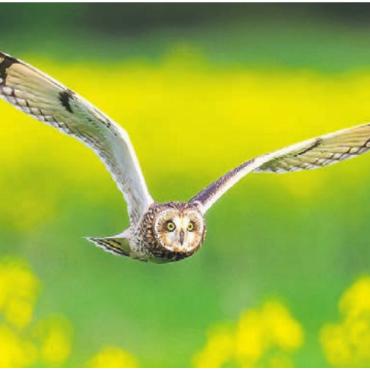 Der einmalige Moment - 2023. Eine Sumpfohreule fliegt über die Rapsfelder bei der stillen Reuss in Rottenschwil. «Es war das einzige Mal, dass ich diesen Vogel dort gesehen habe», sagt Simon Huwiler.