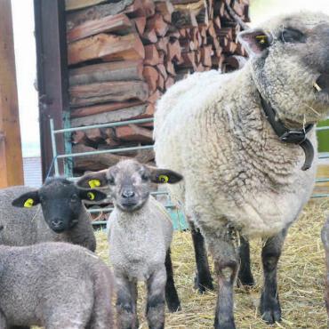 Der ganze Stolz der Zügers - Familienfoto der besonderen Art: das Mutterschaf und die bestens gedeihenden Sechslinge. Bilder: Annemarie Keusch