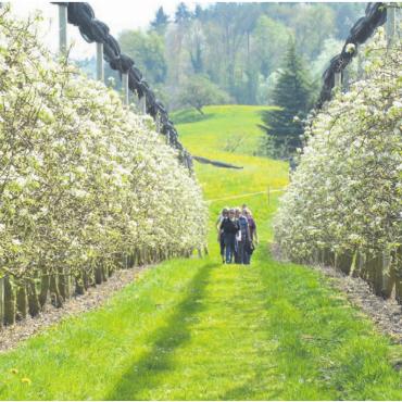 Von «Södli» bis «Chüsenrainer» - Umgeben von blühenden Obstbäumen – auch der Gang durch die Plantage ist eindrücklich.