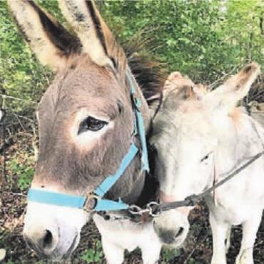 Esel-Spaziergang als Highlight - Der Spaziergang mit den Eseln rundete den Tag perfekt ab. Bild: zg