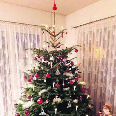 Weihnachtsbaumverkauf - Auf dem Holzerhof finden sich schöne Bäume für festliche Weihnachtstage.