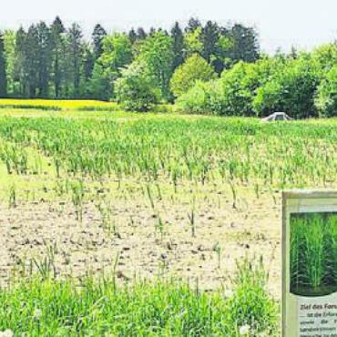 Wie weiter mit dem Reusstal-Reis? - In knapp drei Wochen gelangen die Setzlinge ins Reisfeld.