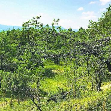 70 Jahre für die Aargauer Natur - Die Jubiläumsexkursion am nächsten Freitag führt in den Nätteberg. Bild: zg