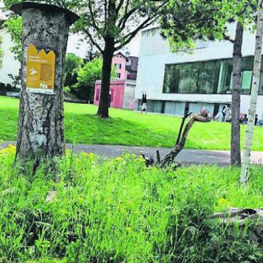 Auch Fische brauchen Bäume - Bewachsener Ruderalstandort vor dem Schulhaus Bünzmatt. Bilder: zg
