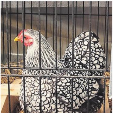 Kleiner Verein, ganz gross - Eines der vielen ausgezeichneten Tiere an der Villmerger Ausstellung. .