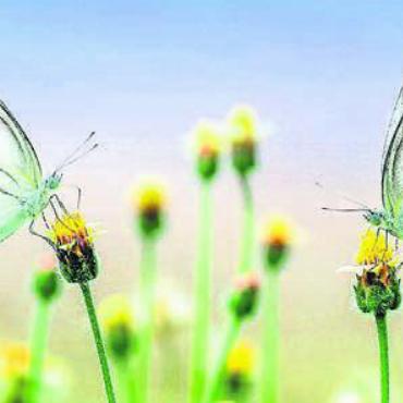Faszinierende Welt der Schmetterlinge - Schmetterlinge sind eine ganz besondere Spezies. Am Vortragsabend Bild: pixabay