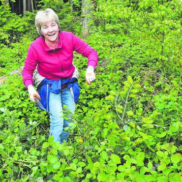 Gemeinsam für die Zukunft - Gute Stimmung bei den Helfenden: Monika Reinert legt die kleinen Weisstannen frei, die von Brombeeren überwuchert sind. Bilder: Celeste Blanc