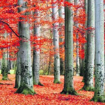 Der Baum – mystisch und nützlich - Das Buchenlaub diente in früheren Zeiten als Streu oder Tierfutter.