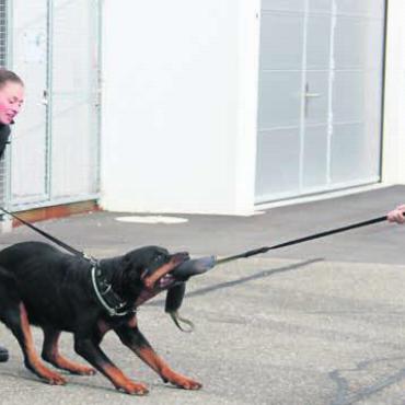 Mit Blaulicht und Sirene - Schüler gegen Rottweiler. Wer wohl den Kürzeren zieht?