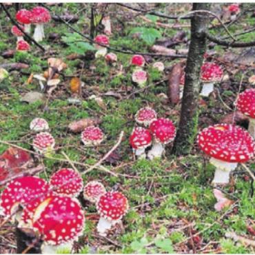 Von Schleimköpfen und Trichterlingen - Vielleicht begegnet die Gruppe auch Fliegenpilzen. Bild: Daniela Vogel