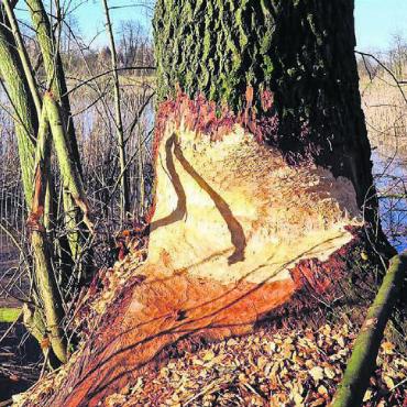 Auf den Spuren des Bibers - Ein von den Bibern bearbeiteter Baum, mit der markanten sanduhrenförmigen Nagestelle. Bild: zg