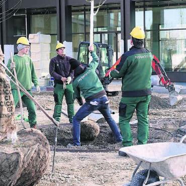 Naturstein – nachhaltig, vielseitig, ökologisch wertvoll und einfach schön - Der neue Mutschellenplatz – Bauführer Peter Rytz setzt mit seinem Team Bäume im künftigen Begegnungsplatz bei der Überbauung Mutschellen Bolleri. Bild: Hegi