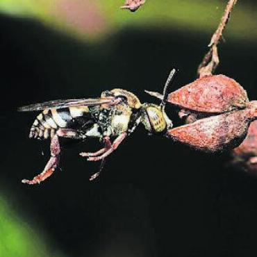 Der genaue Blick lohnt sich - Gemütlich sieht anders aus: Eine schlafende Filzbiene in der Horizontalen.