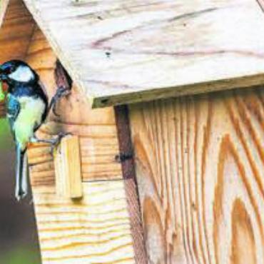 Beitrag für die Natur - Nistkästen für die Kohlmeisen bereichern jeden Garten. Bild: zg