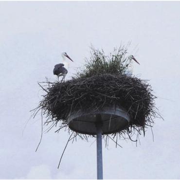 Platznot im Storchennest - Attraktion und Blickfang: Das Storchenpaar auf dem Kreisellichtmast Niederwil-Gnadenthal ist ein schweizweiter Hingucker. Aber jetzt braucht es Hilfe bei der «Inneneinrichtung». Bild: Hans Rechsteiner / imageway Zufikon