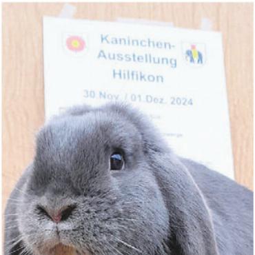 Die Schönsten sind gesucht - 400 Tiere der verschiedensten Rassen präsentieren sich erst den Experten und anschliessend auch dem übrigen Publikum. Bild: zg