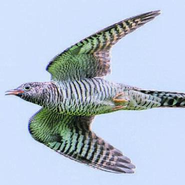 Zu Kuckuck, Nachtigall und Pirol - Ein Kuckuck wie er im Freiamt beheimatet ist. Bild: zg
