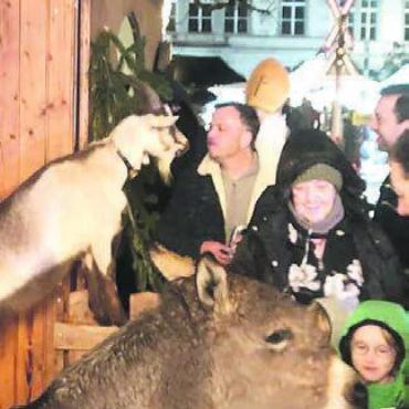 «Mein grösstes Weihnachtsgeschenk» - Tier sucht Kontakt zum Menschen – vice versa.