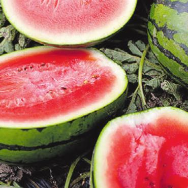 Schweizer Wassermelonen ernten Erfolg - Saftige Bio-Wassermelonen mit dem Label «Aus der Region. Für die Region».