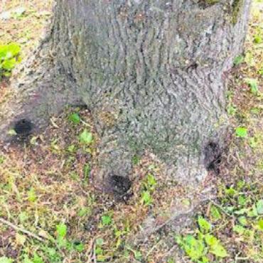 Baum mutwillig beschädigt - Die Wurzeln des Baumes in Wiggwil wurden angebohrt. Bild: gk