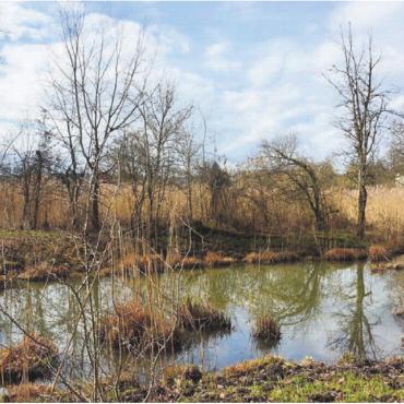 Natur-Perle erhalten - Der Altarm der Reuss in Künten Sulz verlandet zunehmend. Deshalb möchte ihn die Fischereikommission der Ortsbürgergemeinde Bremgarten ausbaggern lassen und damit wieder grössere Wasserflächen schaffen.