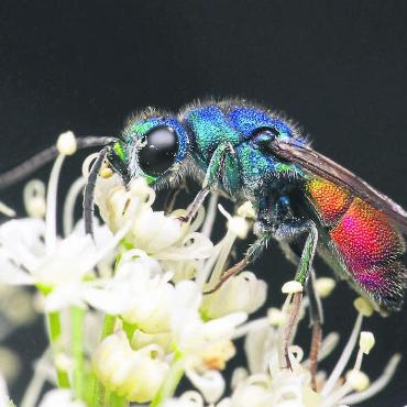 Auf Insektenpirsch - Faszinierende Farbenpracht: eine Goldwespe im Wallis. Bild: zg