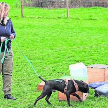 Ein Herz für Listenhunde - Aramis mit seiner Besitzerin Stéphanie Laval sucht nach versteckten Objekten. Bild: mo