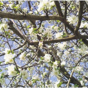 Die Schönheit der Blüte zeigen - Mitte April werden die Hochstammobstbäume prächtig blühen. Bilder: Annemarie Keusch / zg