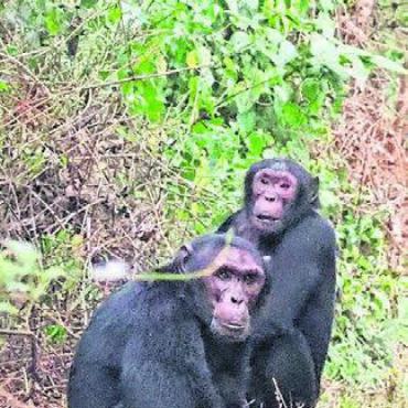 Ein Paradies im Urwald - Schimpansen beobachten Besucher und rätseln: Was machen die in unserem Haus?